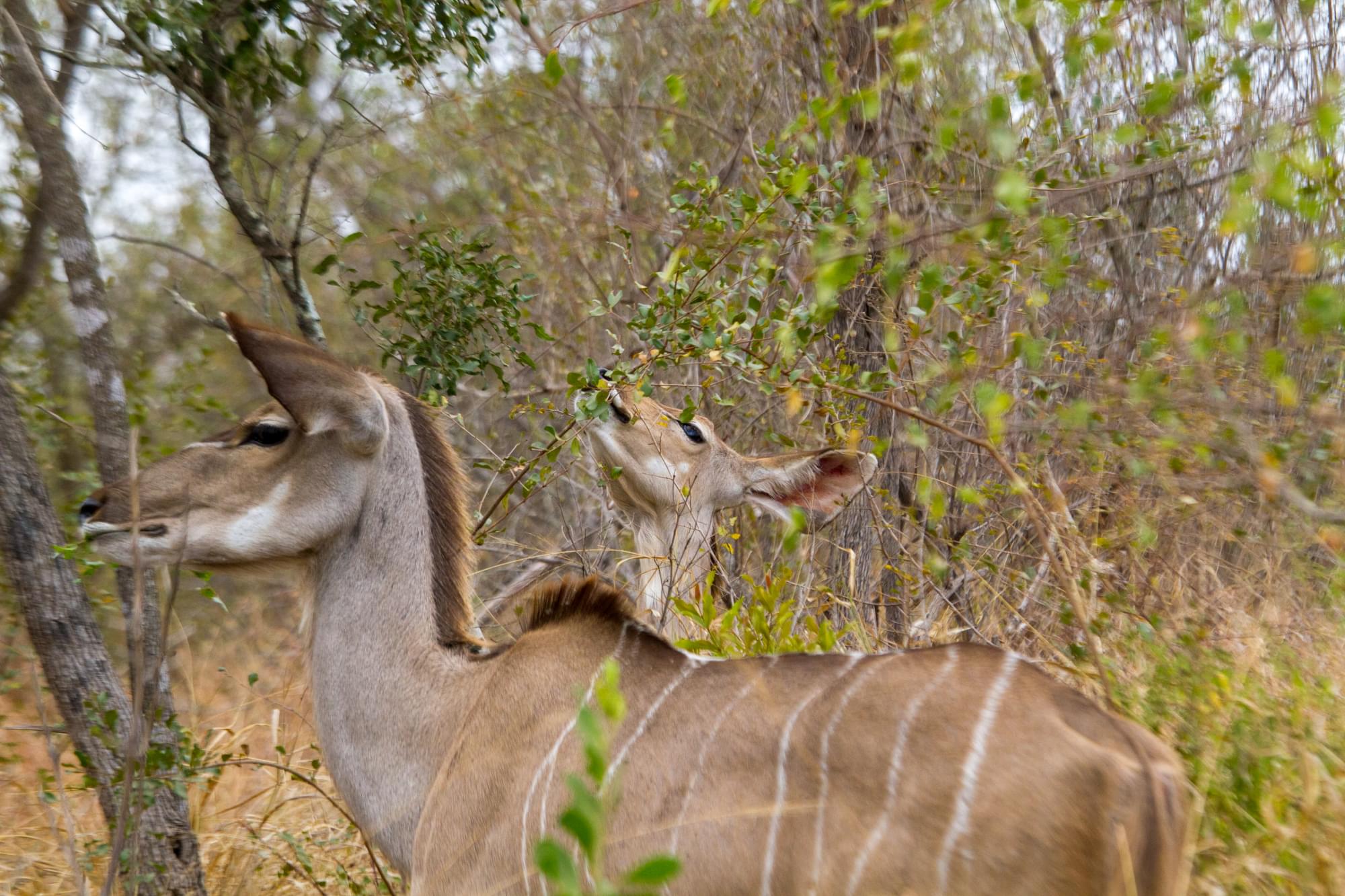 20120729   Sudafrica 0363